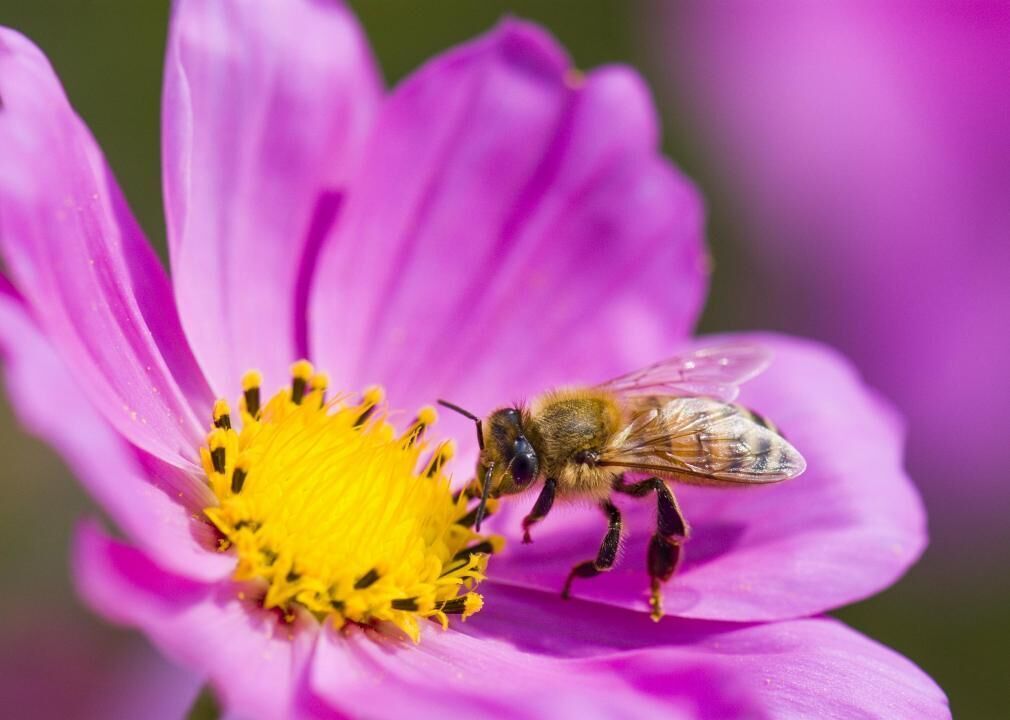 Threats run afoul in honeybees and other pollinators
